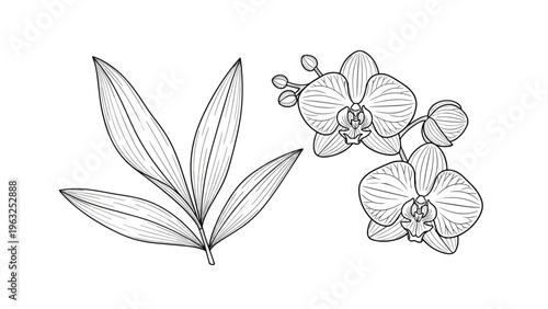Elegant line art illustration set featuring lush orchid leaves and delicate orchid flowers in bloom, perfect for botanical studies, floral designs, or tattoo inspiration.