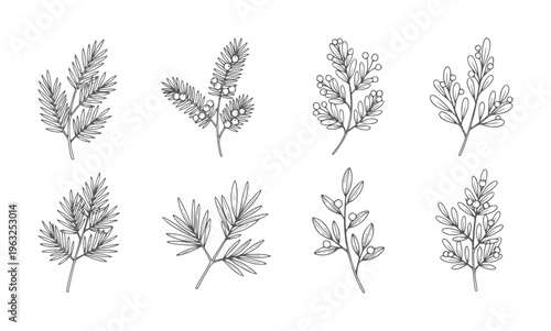 Monochrome botanical line of various coniferous and deciduous branches leaves