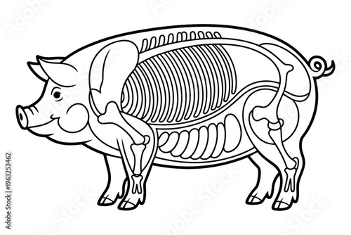 Pig Anatomy Coloring Book Page Animal Skeleton Educational Outline Vector