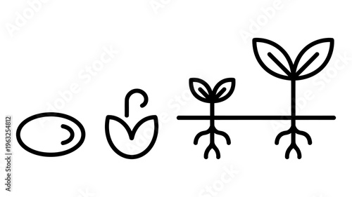 Vector showing the stages of seed germination and plant growth