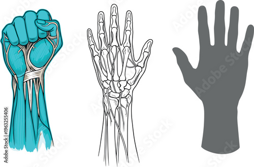 Human hand anatomy set with muscles bones and silhouette detailed medical illustration isolated vector design