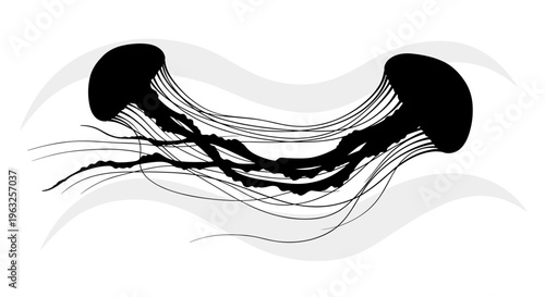 Black Jellyfish Ocean Creatures.