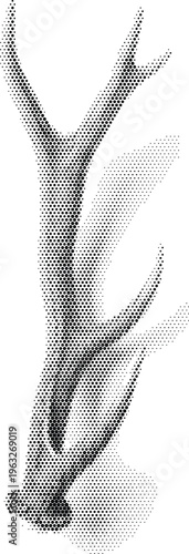 antler horn deer animal halftone nature wildlife hunting trophy biological mammal forest wilderness head