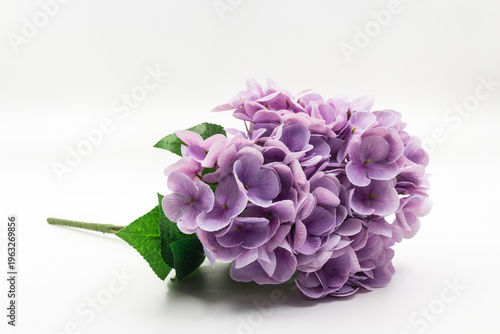 Fényképezés A detailed close-up of a vibrant artifical hydrangea bouquet with green leaves, isolated against a clean, professional white background