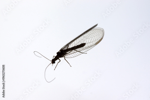 Photos Black silhouette of neuropteran. Animal background.