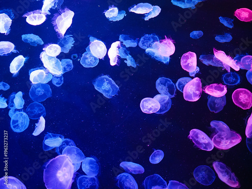 Colorful Glowing Jellyfish in Blue and Pink in Dark Aquarium