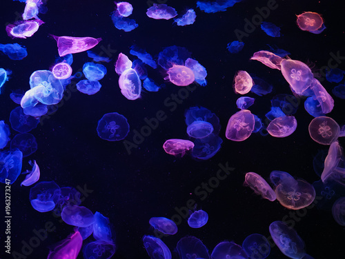 Group of Glowing Jellyfish in Blue and Purple in Dark