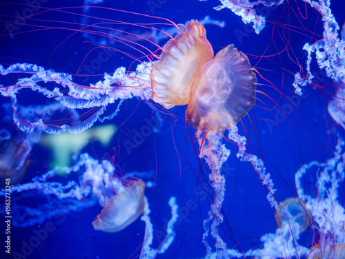 Large Jellyfish with Long Red Tentacles in Blue Aquarium Water