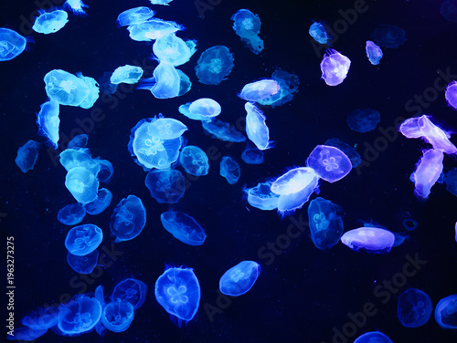 Blue Glowing Jellyfish Floating in Dark Blue Water
