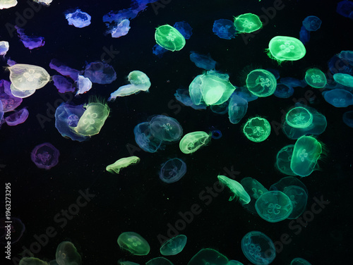 Glowing Green Jellyfish Swimming in Dark Aquarium