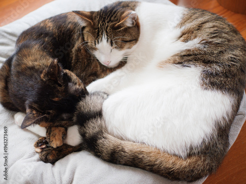 Two Cats Curled Up Together Sleeping on Cat Bed