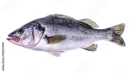 salmon fish isolated on white background