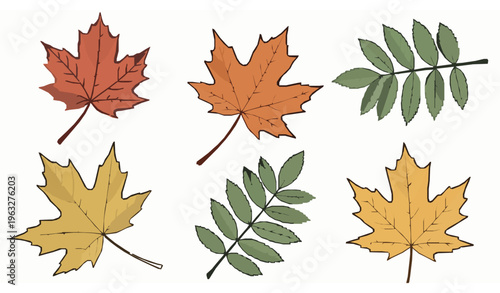 Hand drawn maple and ash leaves vector set organic line art illustration flat isolated on white background
