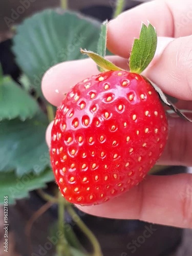 fresh strawberry in a hand
