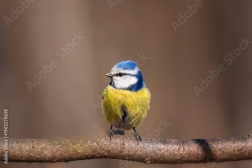 Eurasian blue tit (Cyanistes caeruleus)