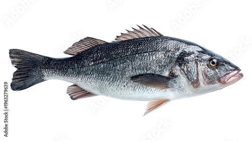 salmon fish isolated on white background