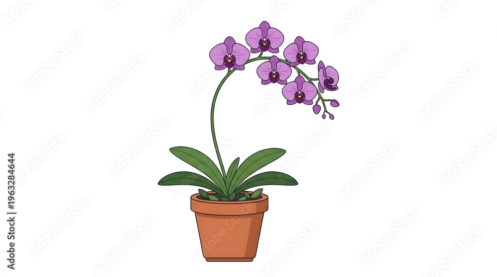 Naklejka premium Purple Orchid Plant in Terracotta Pot.