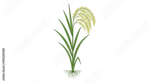 Green Grass Plant with Roots and Seeds.