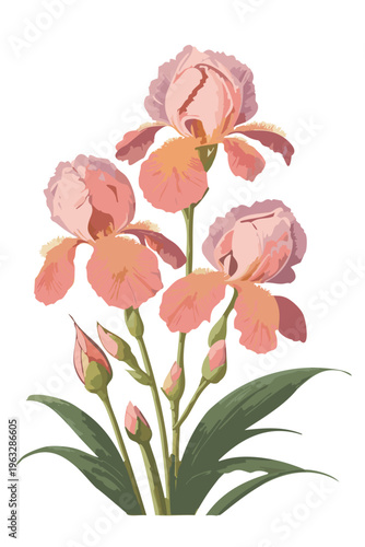Pastel pink botanical illustration of iris floral arrangement, scientific style flowers digital painting decoration, graphic asset flat transparent vector png, watercolor gouache style hand drawn