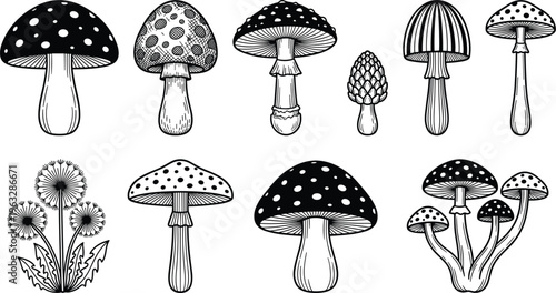Hand drawn set of monochrome mushroom illustrations and dandelion flowers isolated on white background for nature design and organic patterns