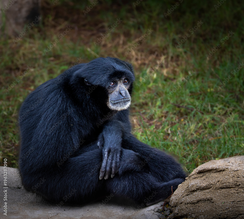 Fototapeta premium Black gibbon monkey sitting and resting with thoughtful expression in natural habitat