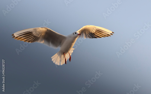 Seagull in flight with wings spread against blue sky in golden hour light