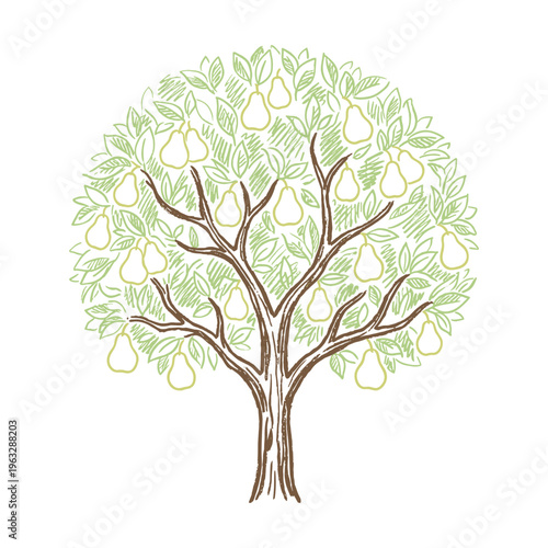 Himalayan pear tree with ripe fruits marker chalk illustration