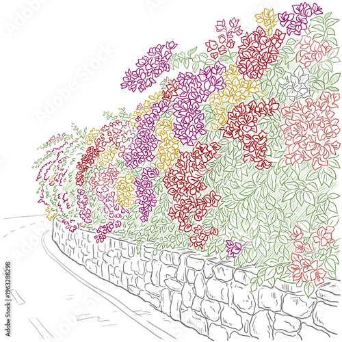 Colorful bougainvillea hedge marker chalk botanical illustration