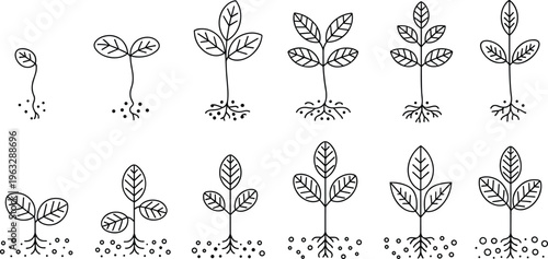 Plant growth stages illustration showing seedling to mature plant with roots and leaves, black and white vector design for biology, agriculture, education, eco-friendly concept
