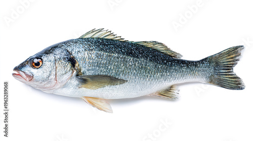 salmon fish isolated on white background