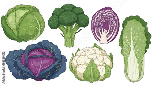Variety of fresh cabbage and leafy green vegetables including broccoli, cauliflower, napa cabbage, and red cabbage.