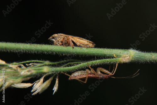 glassy winged sharpshooter insect macro photography	
