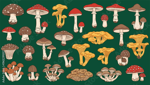 Comprehensive set of colorful mushroom illustrations depicting various fungal species against a solid green background.