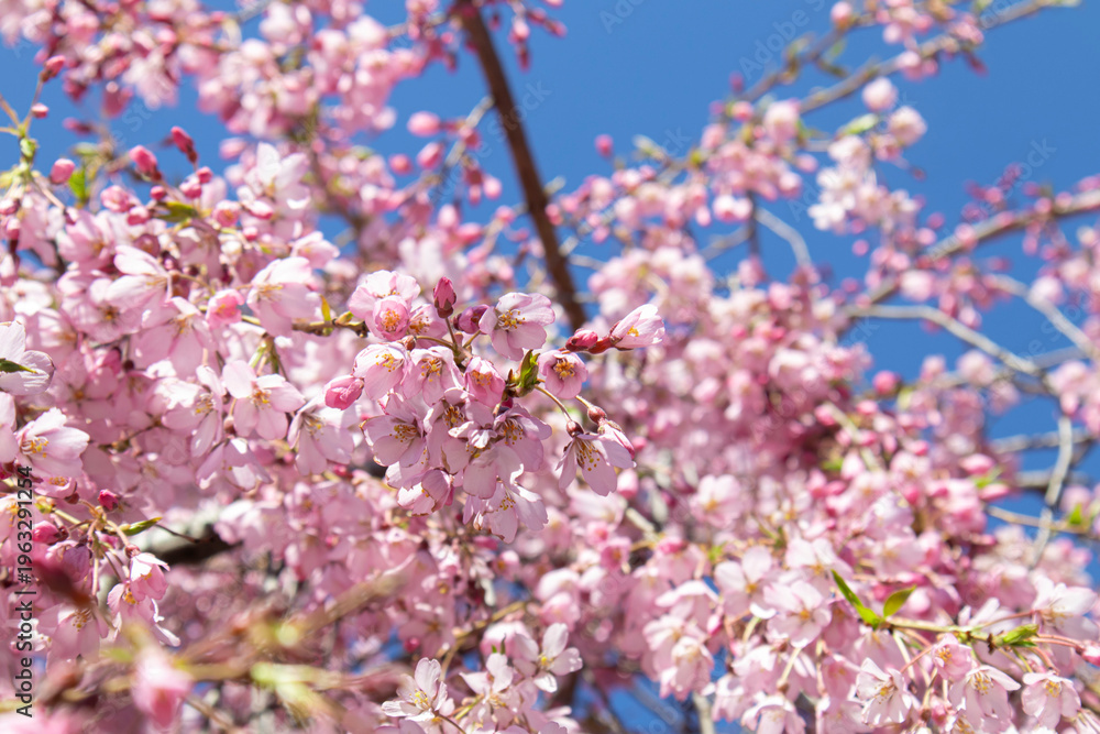Obraz premium Delicate pink blossoms on a tree in warm spring sunlight.