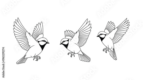 Set of three detailed black and white line art drawings of small birds flying in different directions with their wings fully extended in the air.