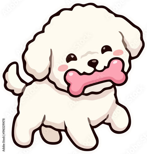 bichon 