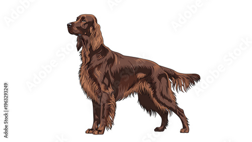 Majestic side view portrait of a chocolate brown Irish Setter dog standing tall against a plain white background.