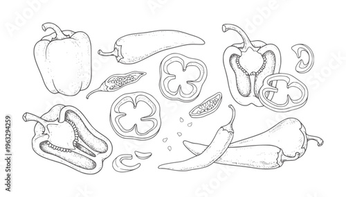 Hand drawn of bell peppers and chili peppers sliced and whole capsicum vegetable