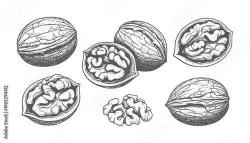 Hand Drawn Walnut Showing Whole and Halved Nuts food healthy organic