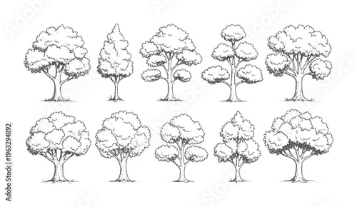 Ten hand drawn deciduous trees in various shapes and sizes nature foliage branches