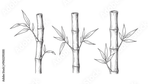 Three black and white of bamboo stalks with leaves plant nature green