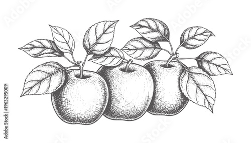 Three apples with leaves branches fruit food nature leaf