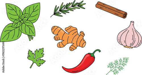 Herbs and spices vector set with basil rosemary ginger garlic chili cinnamon leaves isolated colorful ingredients illustration collection food