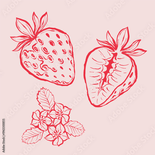 Hand-drawn lineart strawberries and flowers illustration on pink background