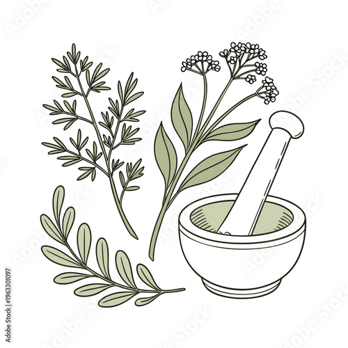 Herbal medicine illustration, mortar and pestle, green plants, botanical drawing, natural remedies