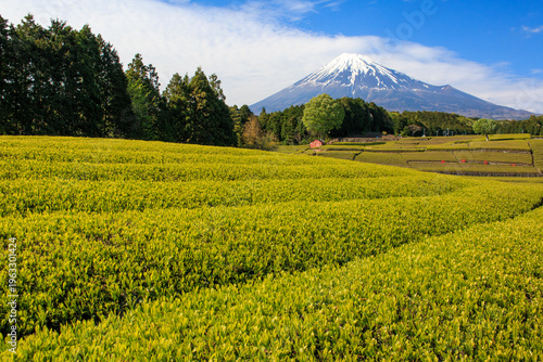 Photos Iconic Japanese spring landscape featuring a vast terraced green tea garden and Mt