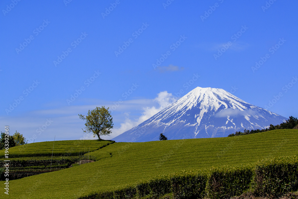 Fototapeta premium Mount Fuji and lush green tea plantation under a clear blue sky in Shizuoka, Japan