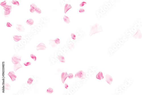 Pink petals for floral frame background vector illustration isolated