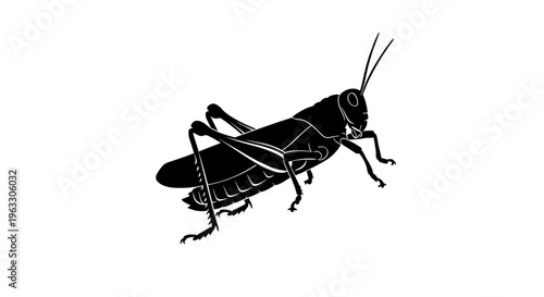 Black silhouette of grasshopper insect.