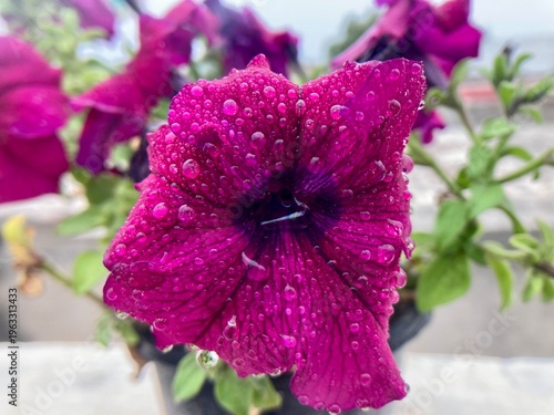 Photos close up purple petunia after rain